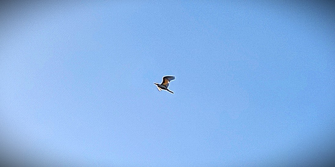 Eastern Cattle-Egret - ML646400131