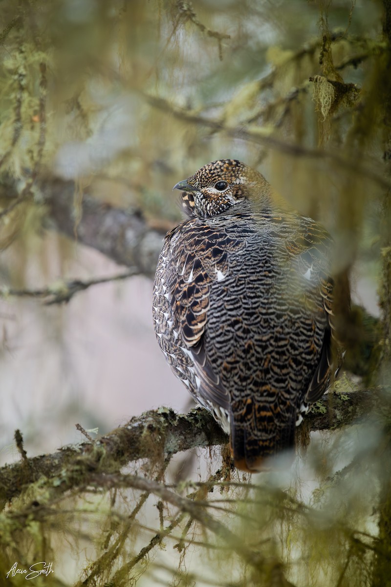 Spruce Grouse - ML646400132