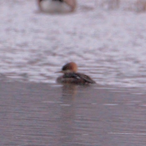Hooded Merganser - ML646400133