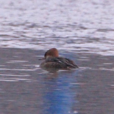 Hooded Merganser - ML646400134