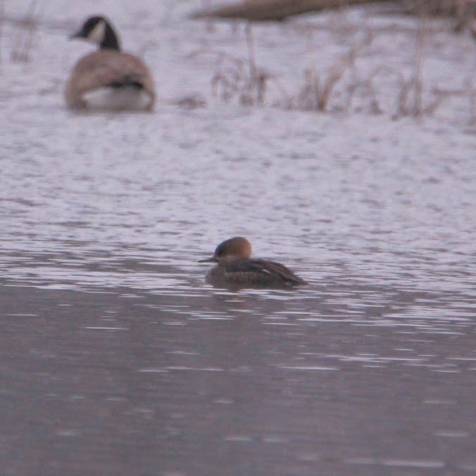 Hooded Merganser - ML646400135