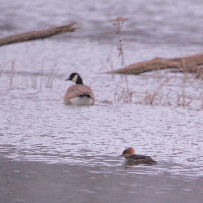 Hooded Merganser - ML646400136
