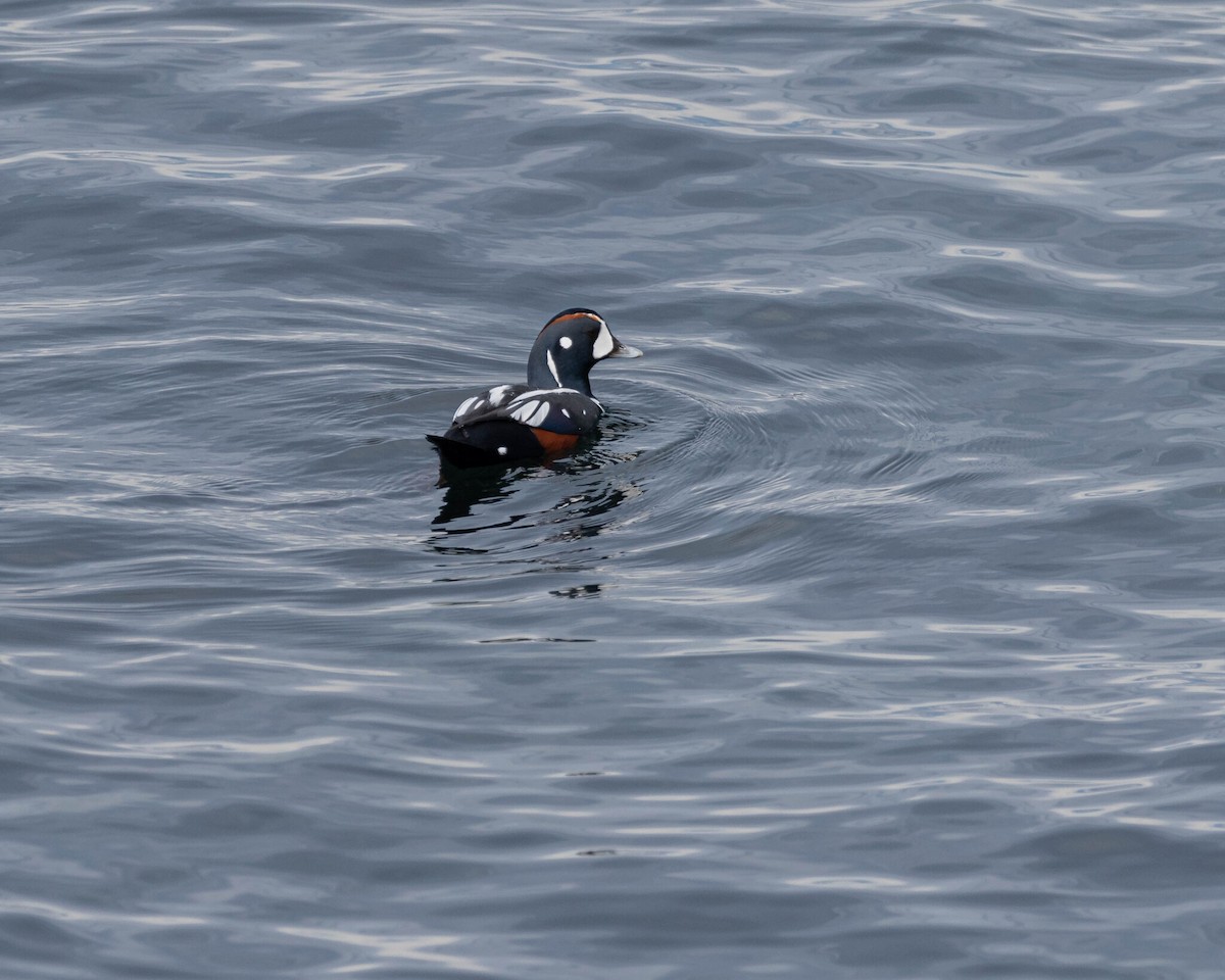 Palyaço Ördeği - ML646400137