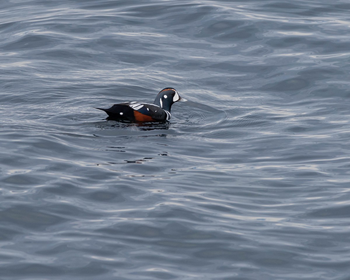 Palyaço Ördeği - ML646400138