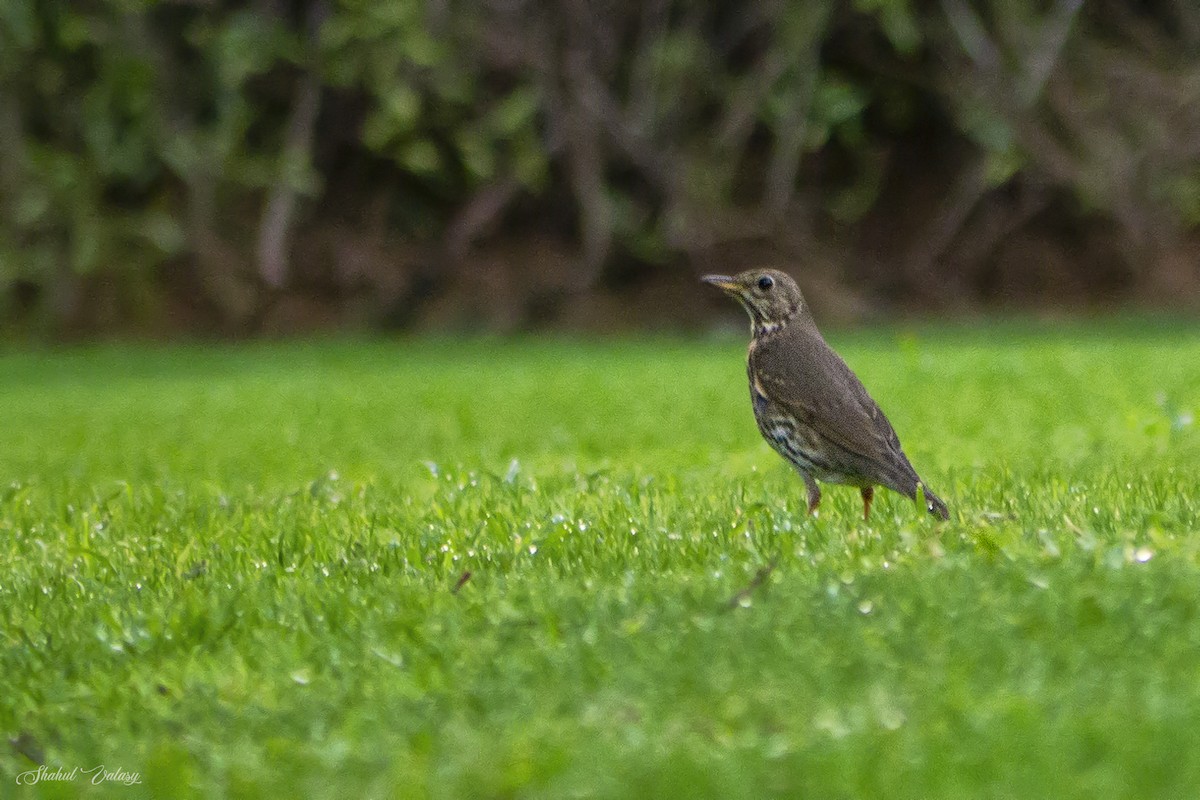Song Thrush - ML646400139