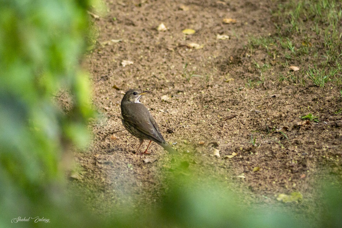 Song Thrush - ML646400140