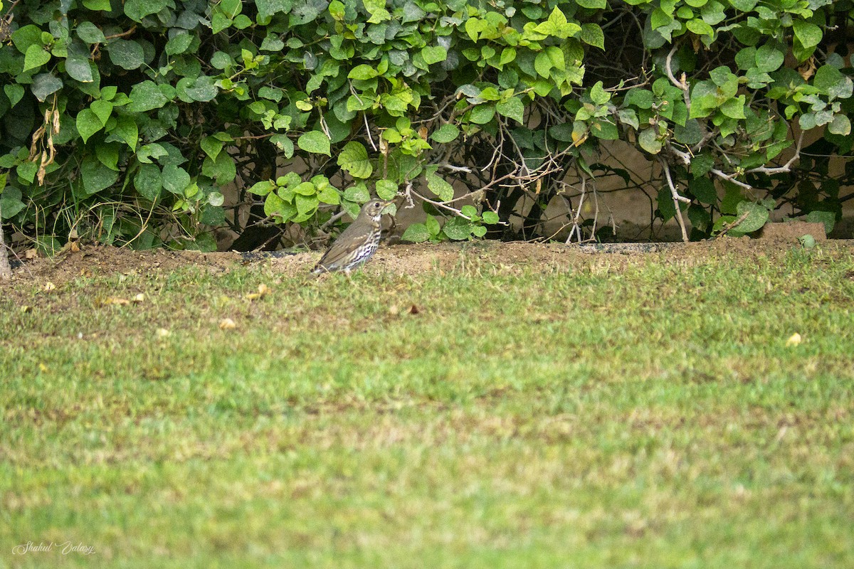 Song Thrush - ML646400141