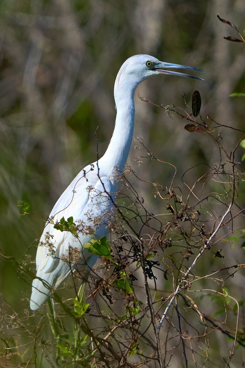 Little Blue Heron - ML646400142