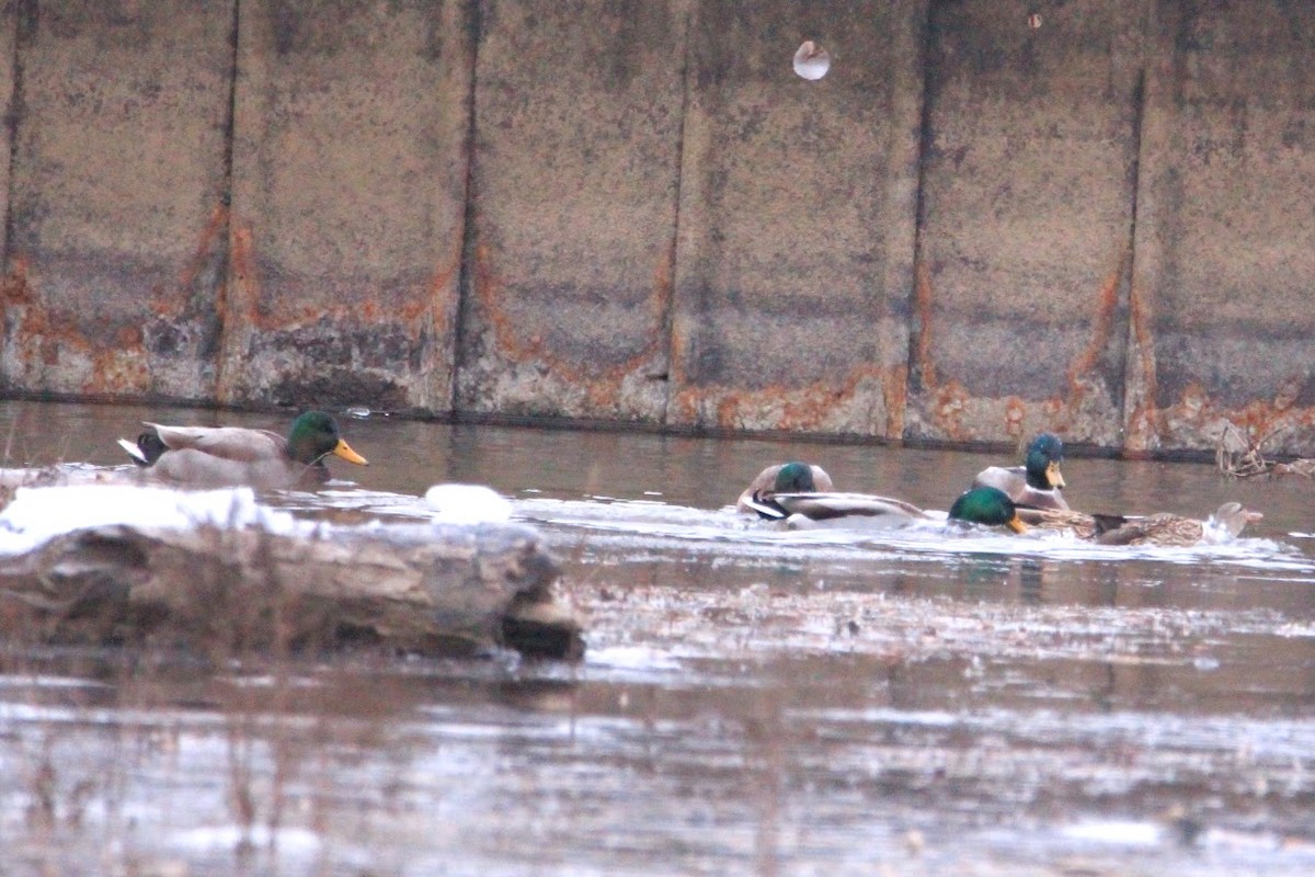 Mallard - ML646400143