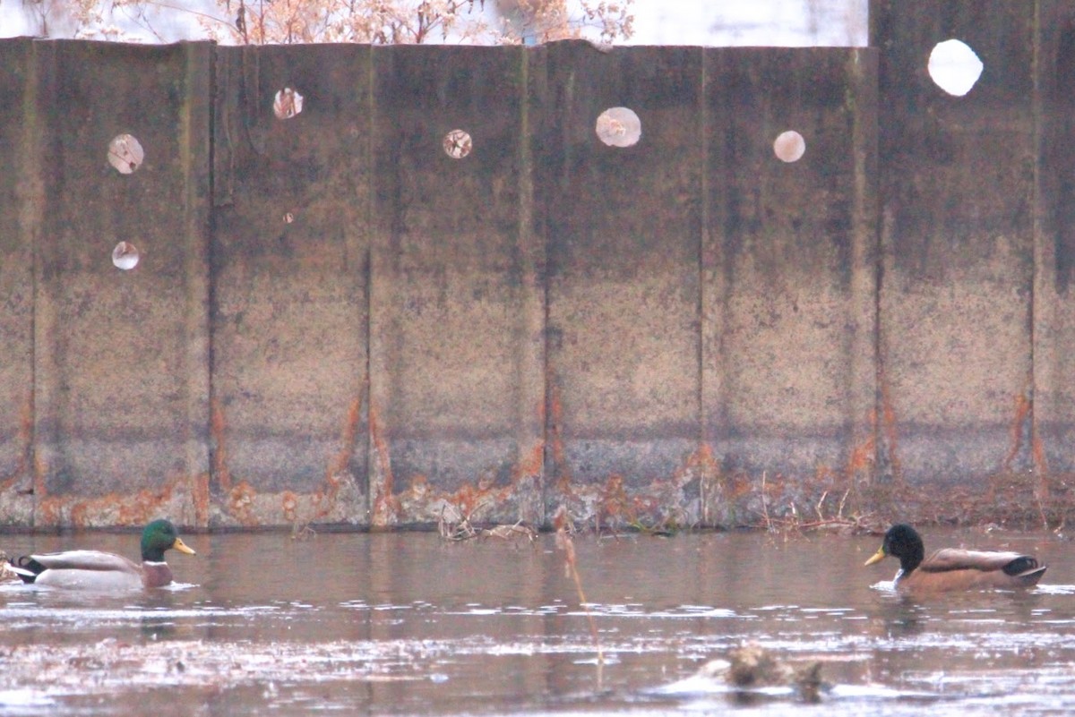 Mallard - ML646400144