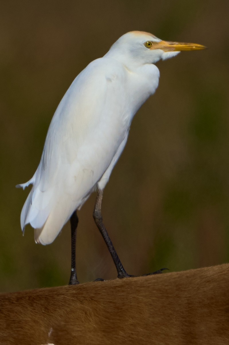 Snowy Egret - ML646400145