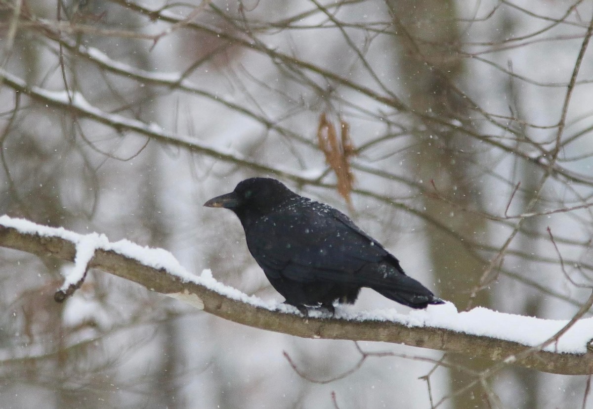 American Crow - ML646400146