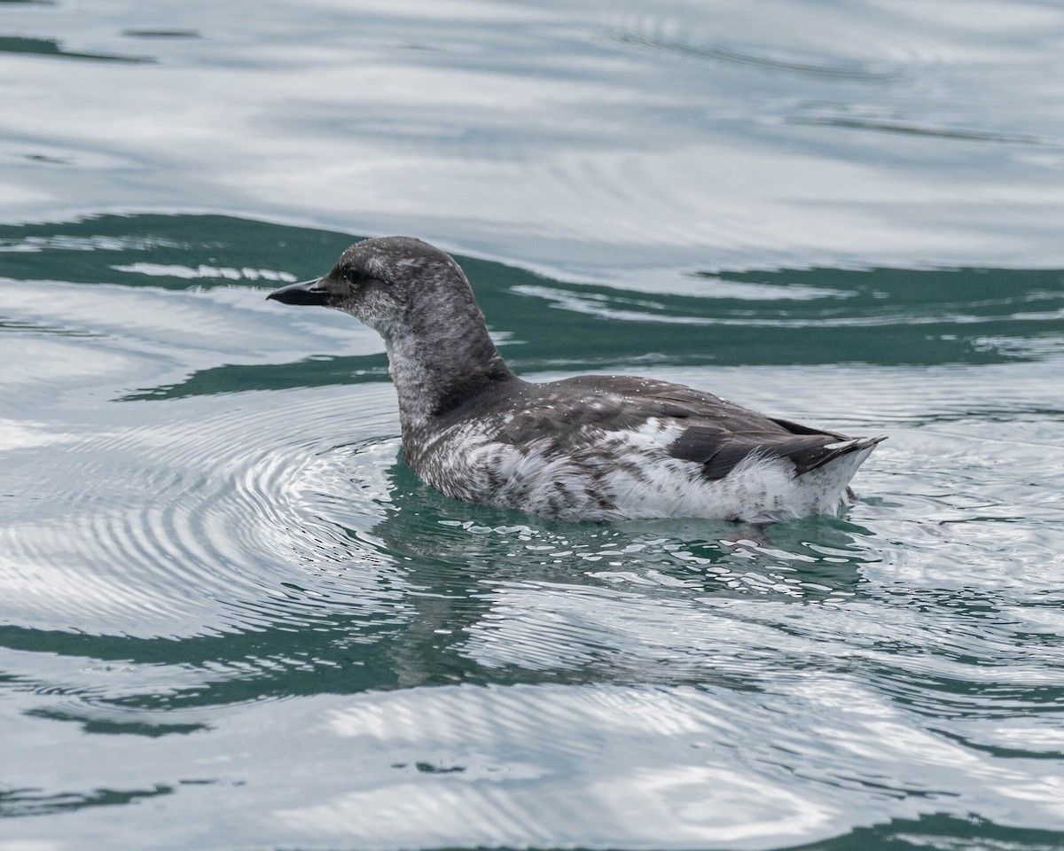Pigeon Guillemot - ML646400147