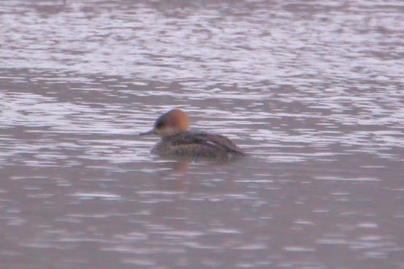 Hooded Merganser - ML646400148