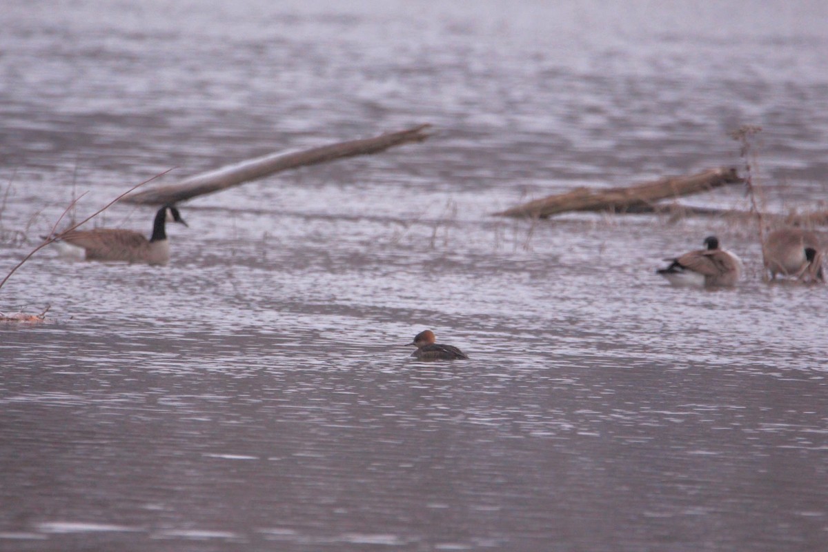 Hooded Merganser - ML646400149