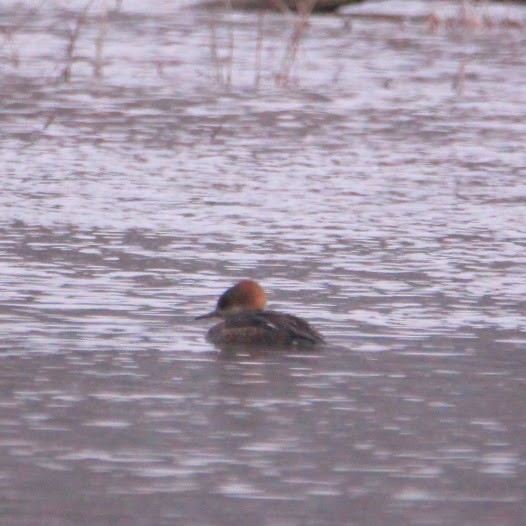 Hooded Merganser - ML646400150