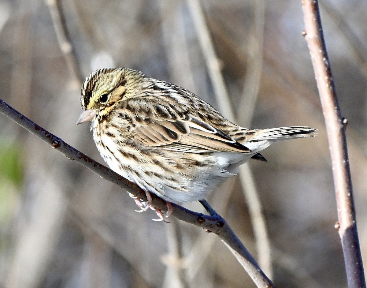 Savannah Sparrow - ML646400151