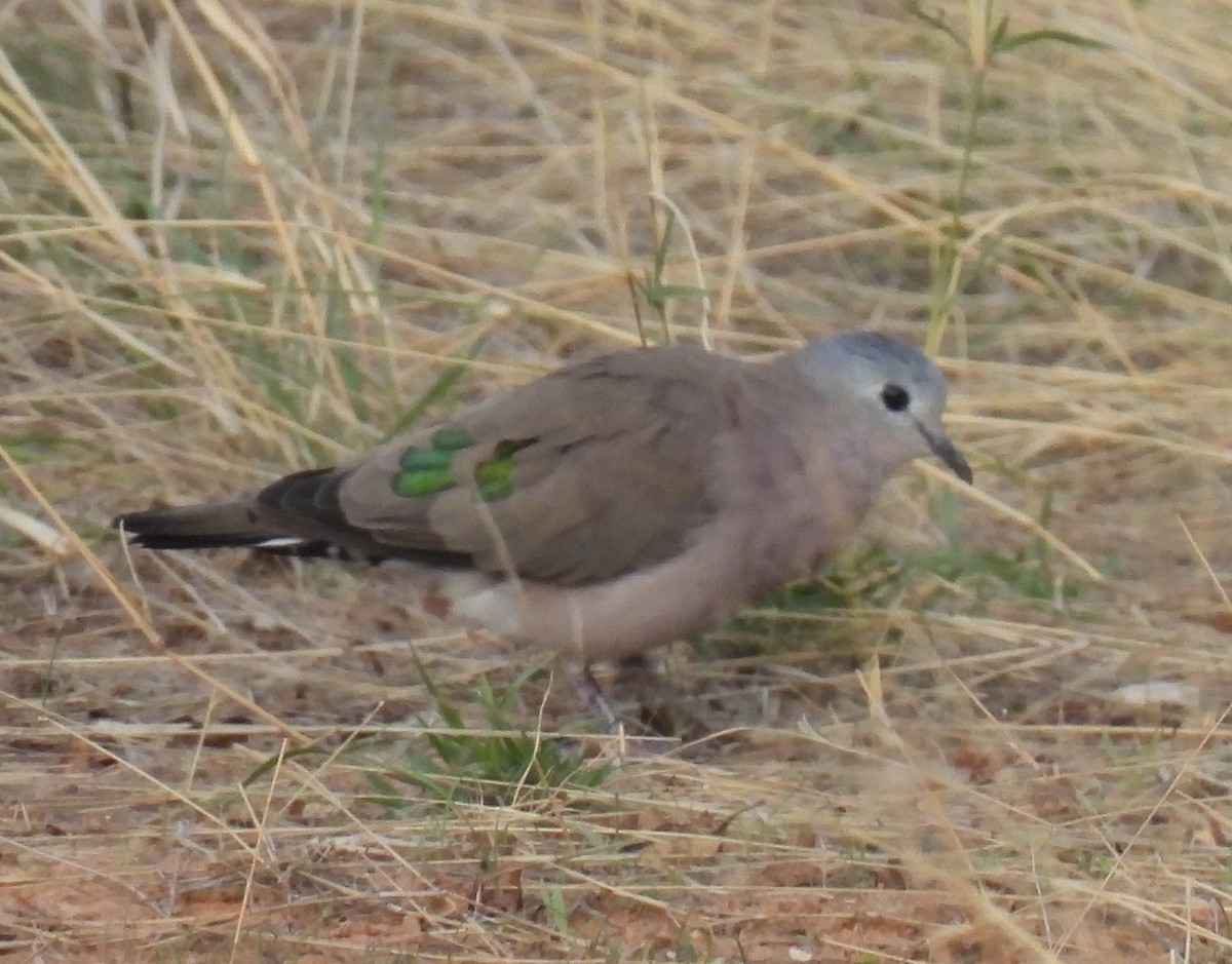 Emerald-spotted Wood-Dove - ML646400154
