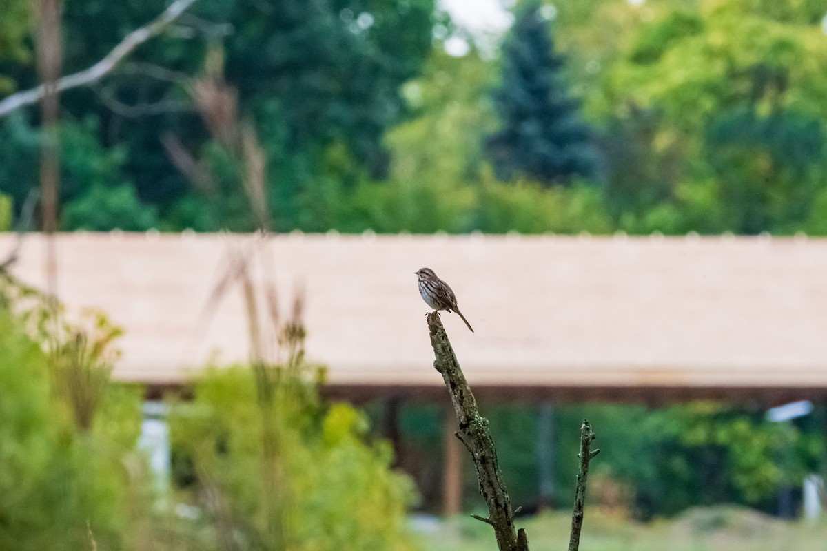 Song Sparrow - ML646400158