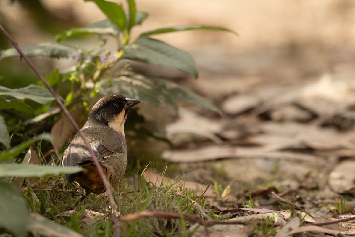 Rusty-bellied Brushfinch - ML646400159