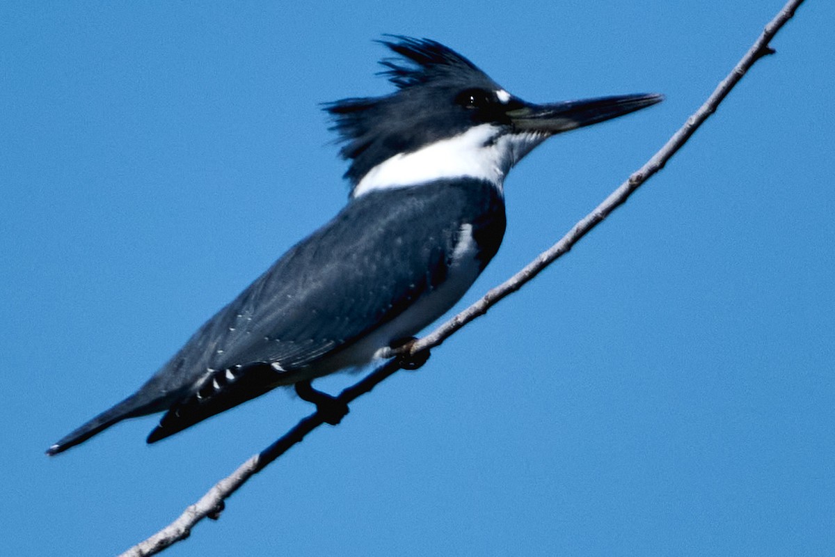 Belted Kingfisher - ML646400161