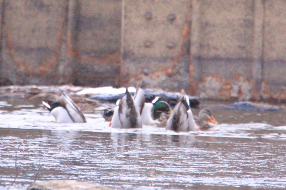 Mallard - ML646400162