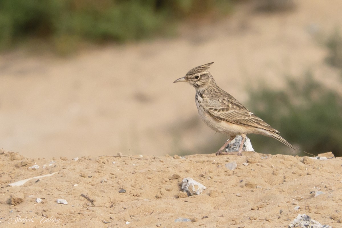 topplerke - ML646400163