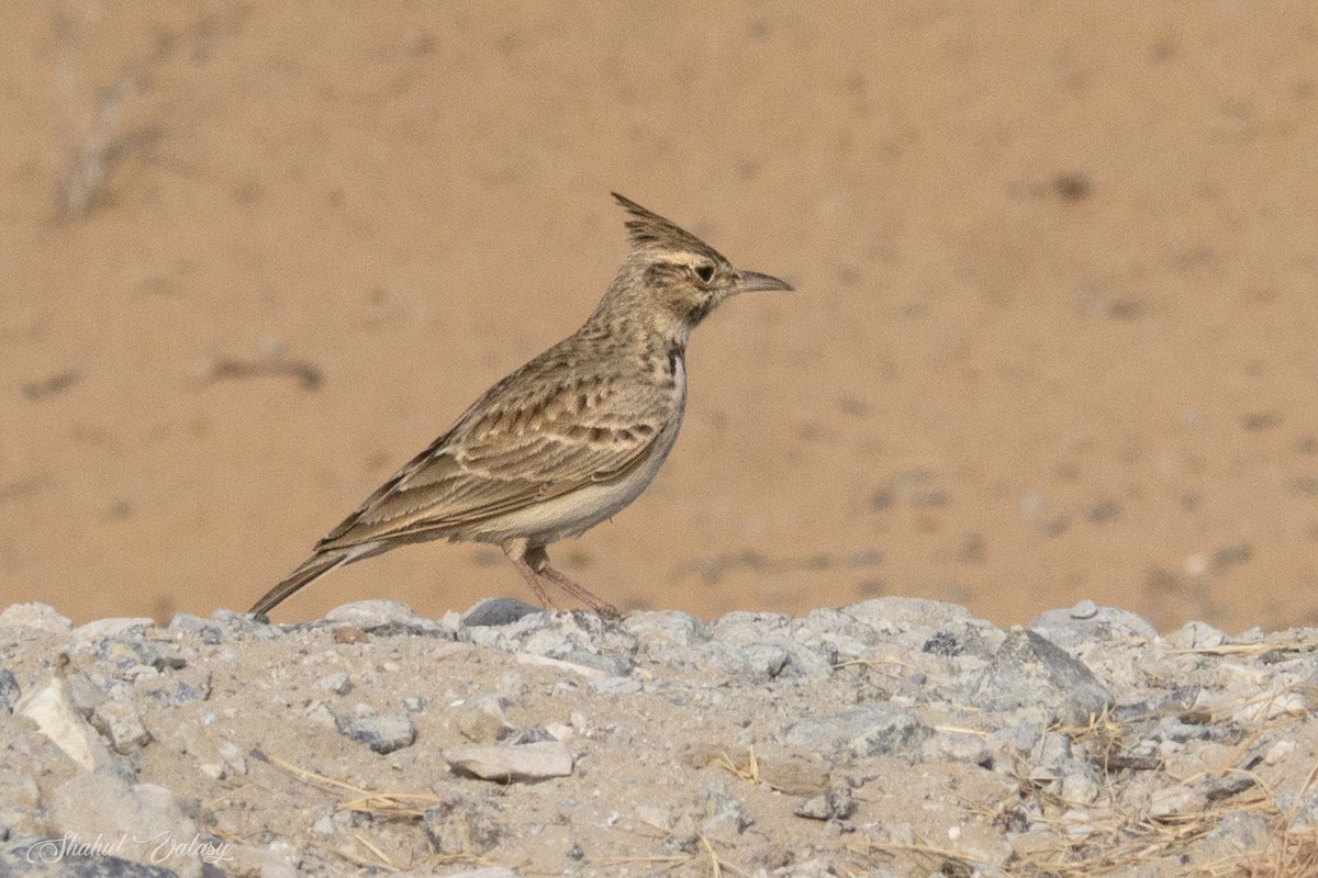 topplerke - ML646400164