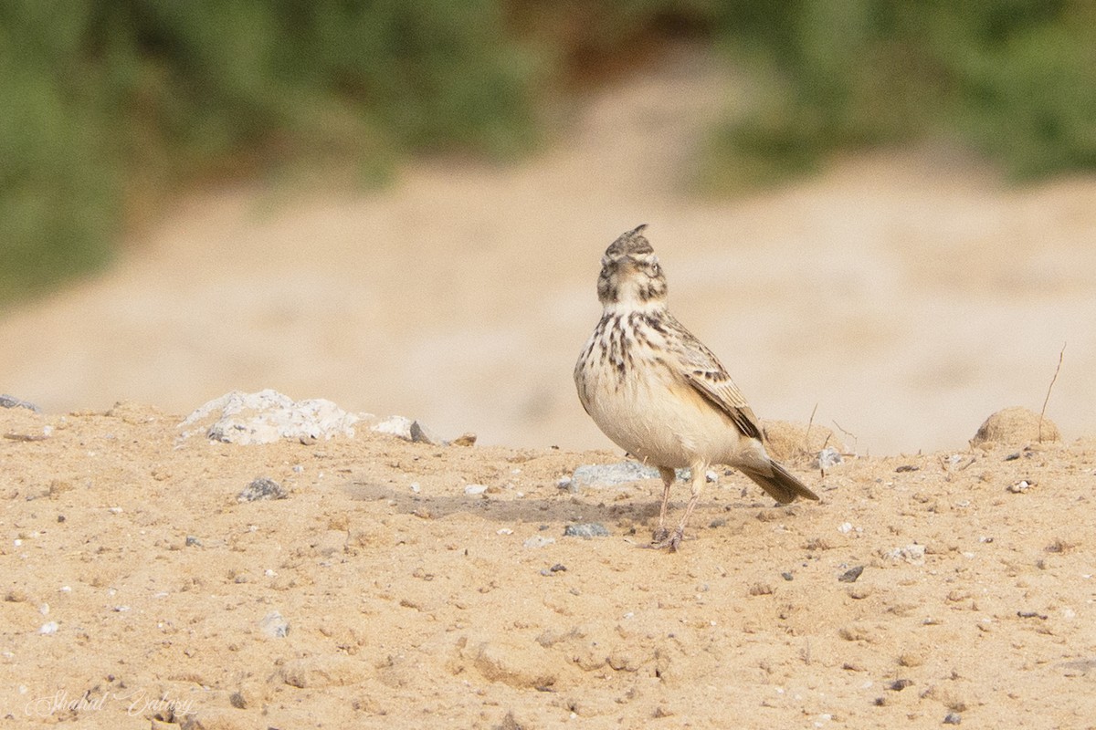 topplerke - ML646400165