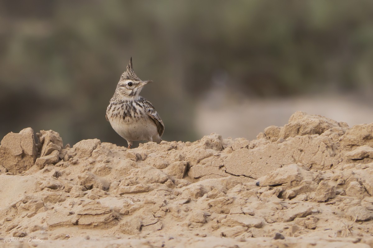 topplerke - ML646400166