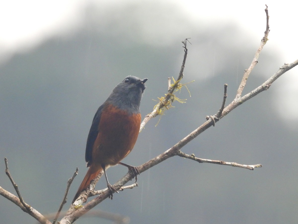 Forest Rock-Thrush - ML646400169