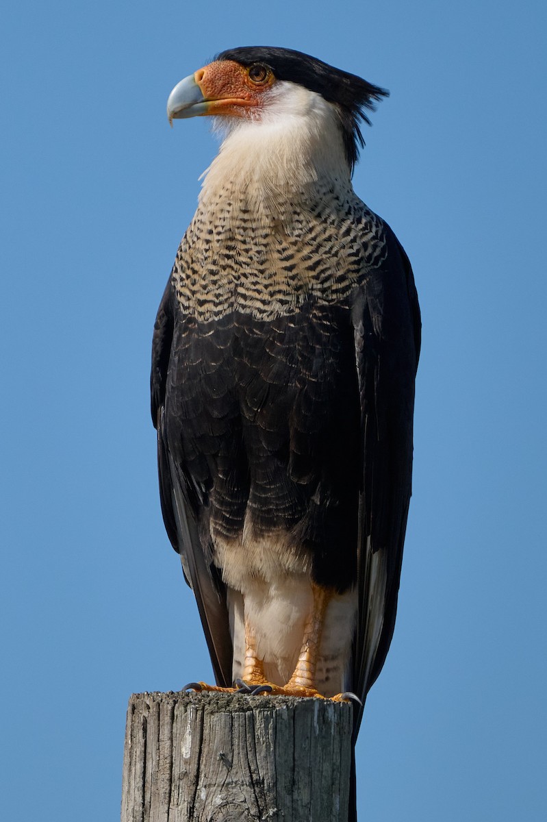 Crested Caracara - ML646400170