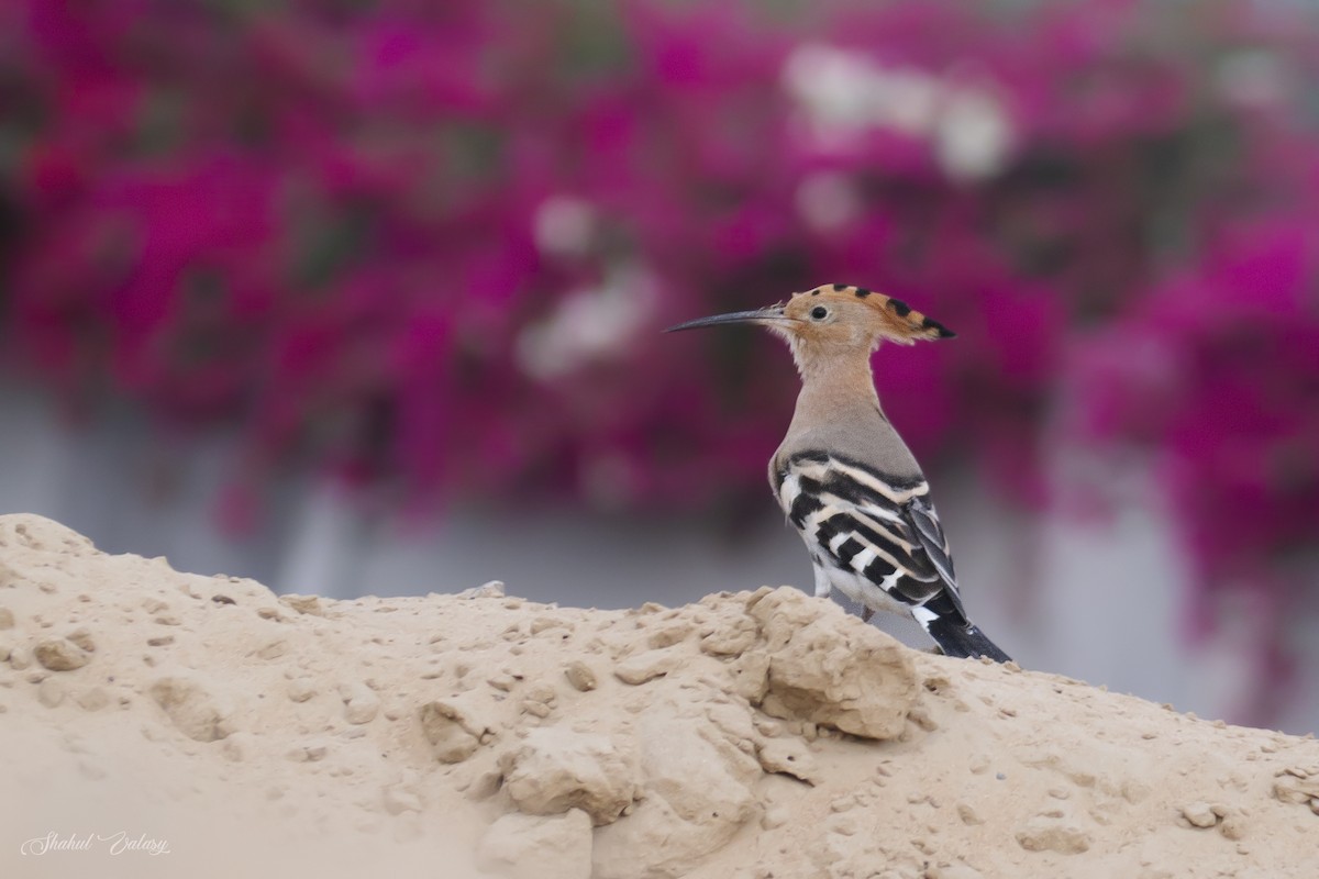 Common Hoopoe - ML646400173