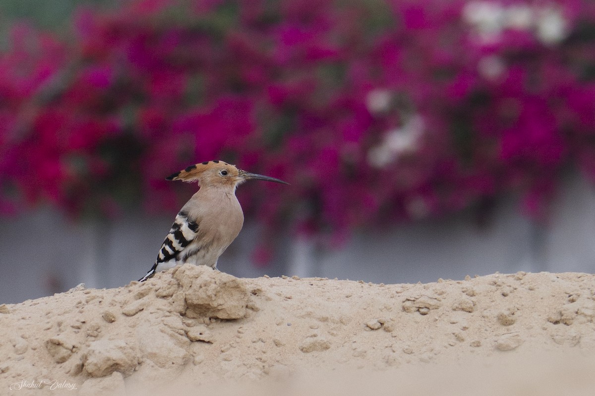 Common Hoopoe - ML646400174