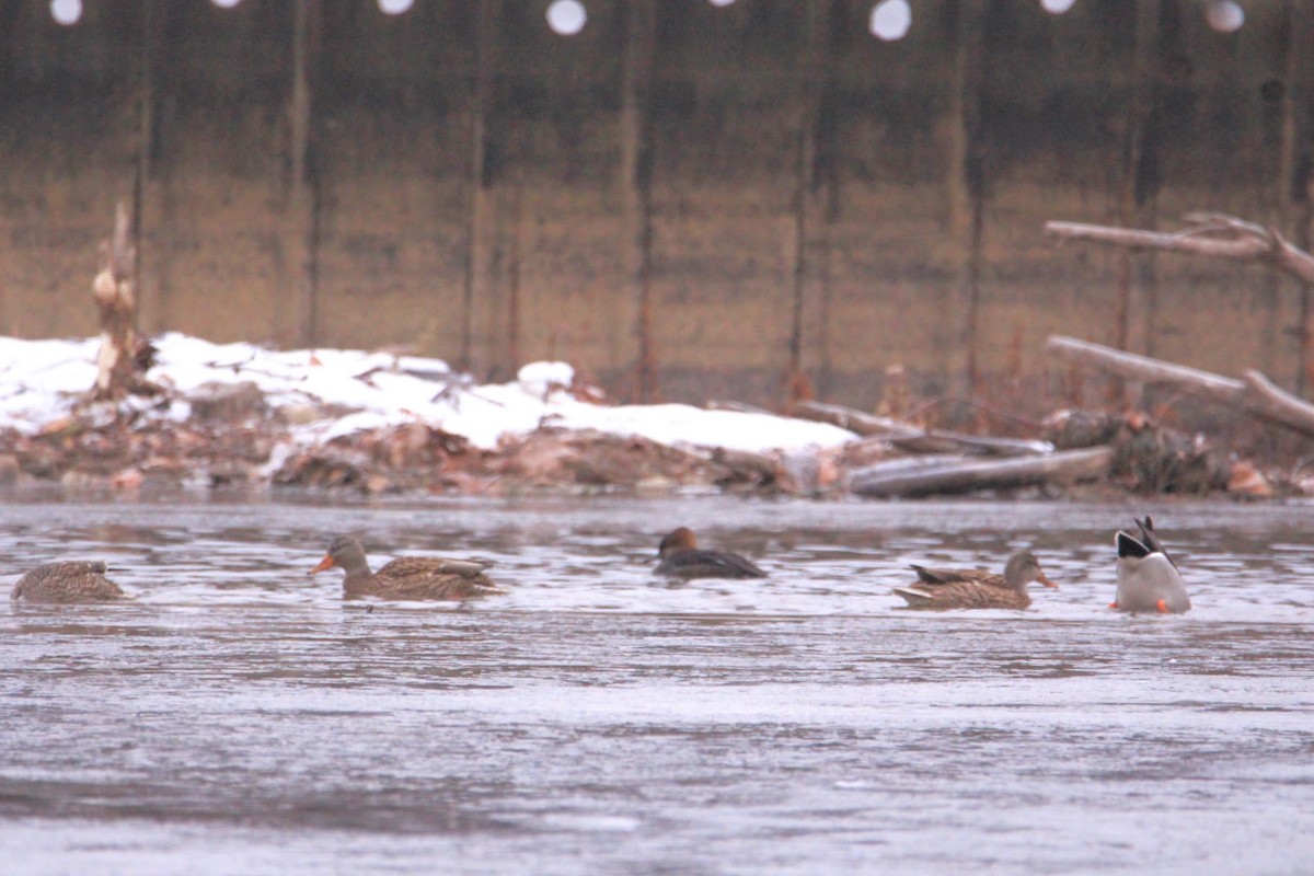 Hooded Merganser - ML646400176