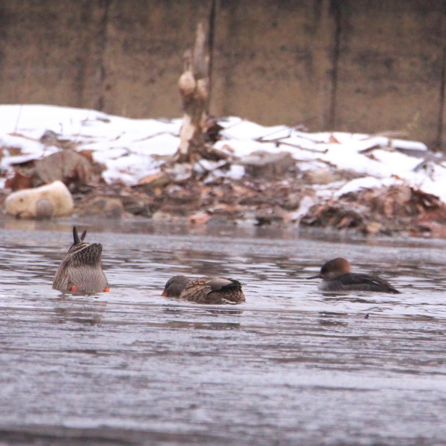 Hooded Merganser - ML646400177