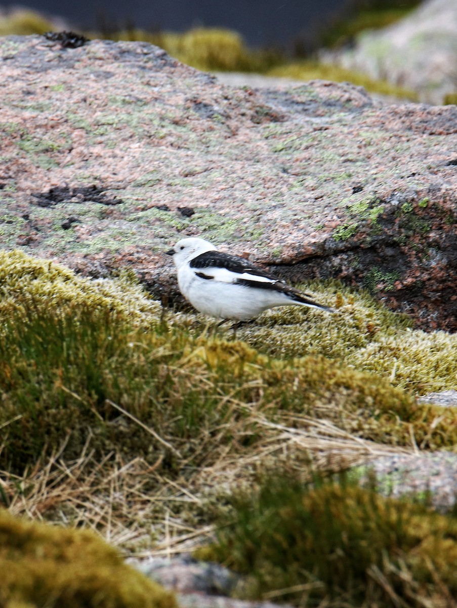 Snow Bunting - ML646400178