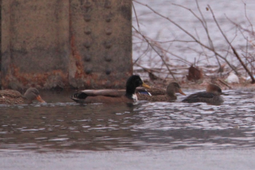 Hooded Merganser - ML646400181