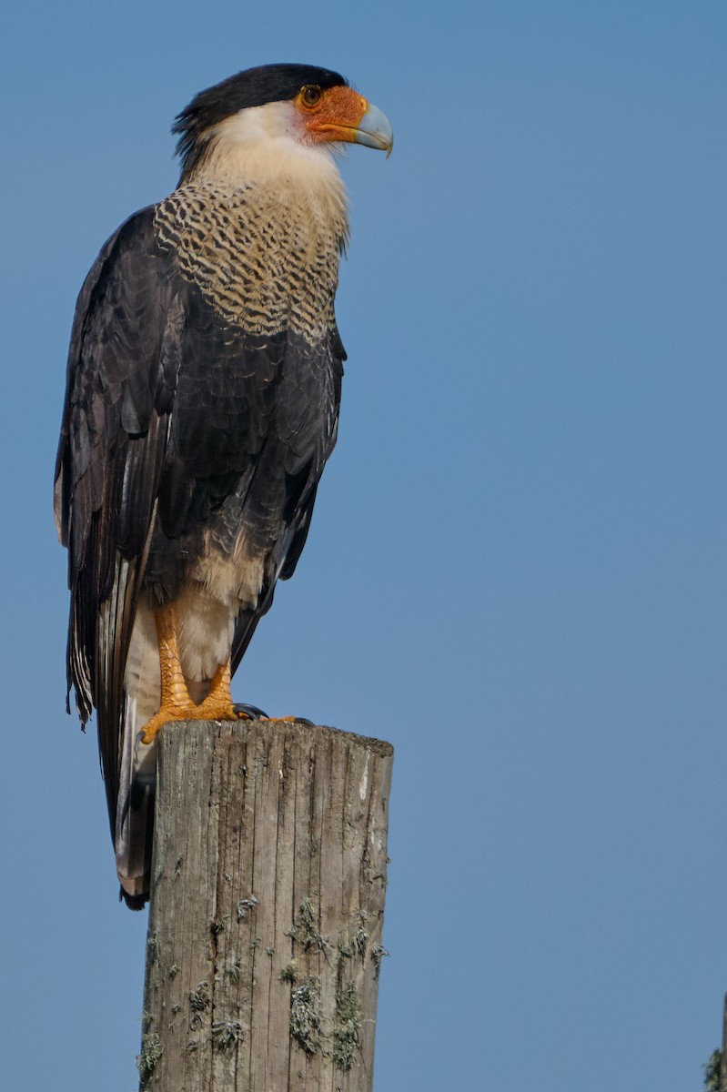 Crested Caracara - ML646400182