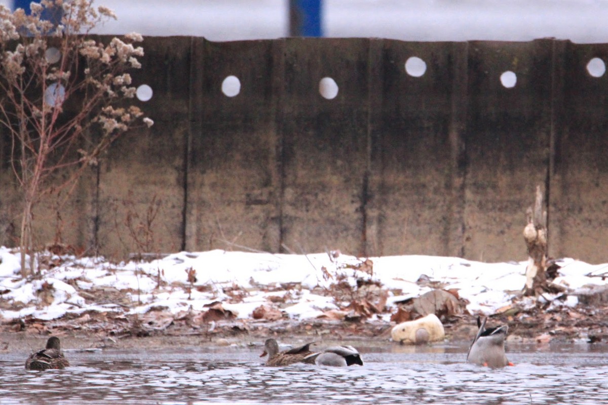 Mallard - ML646400185