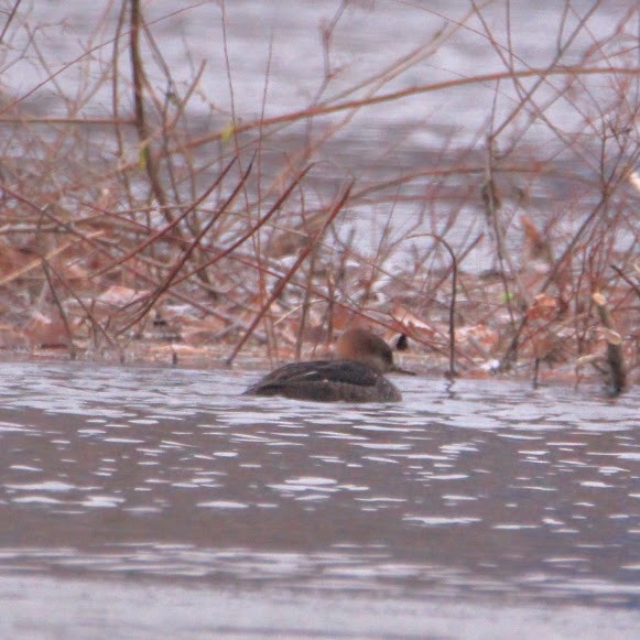 Hooded Merganser - ML646400186