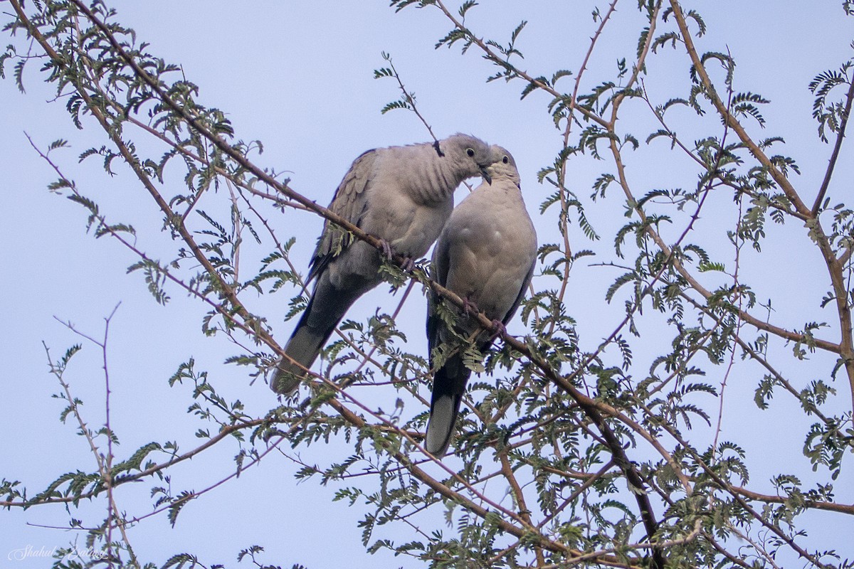 Eurasian Collared-Dove - ML646400188