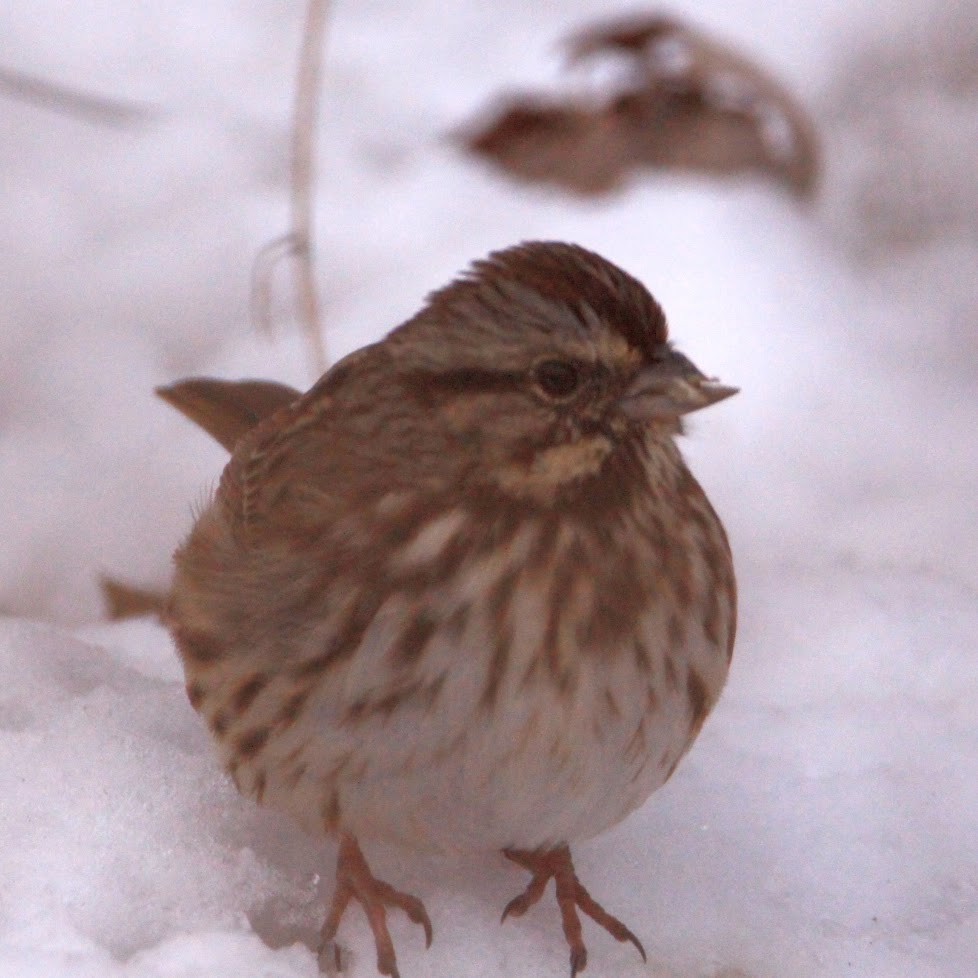 Song Sparrow - ML646400189