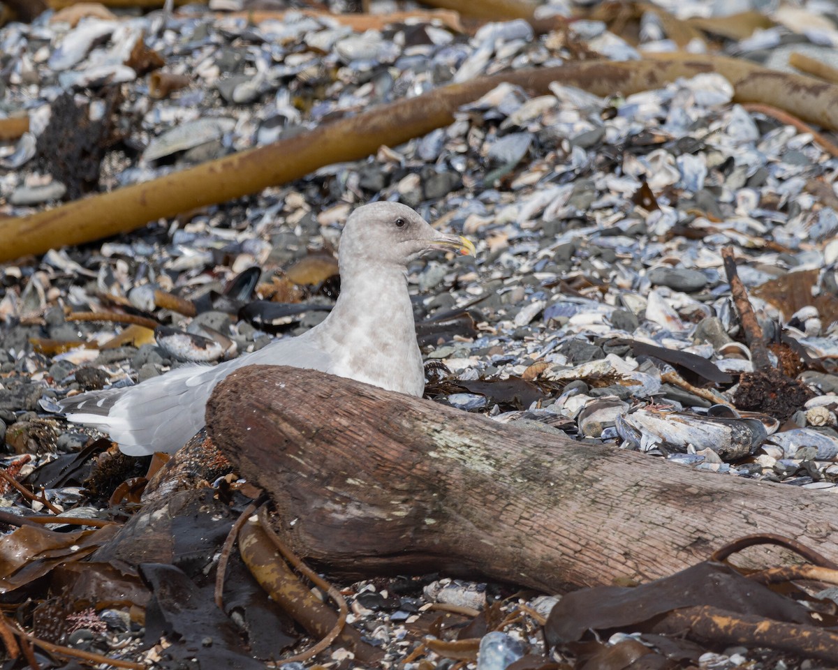 Western x Glaucous-winged Gull (hybrid) - ML646400190