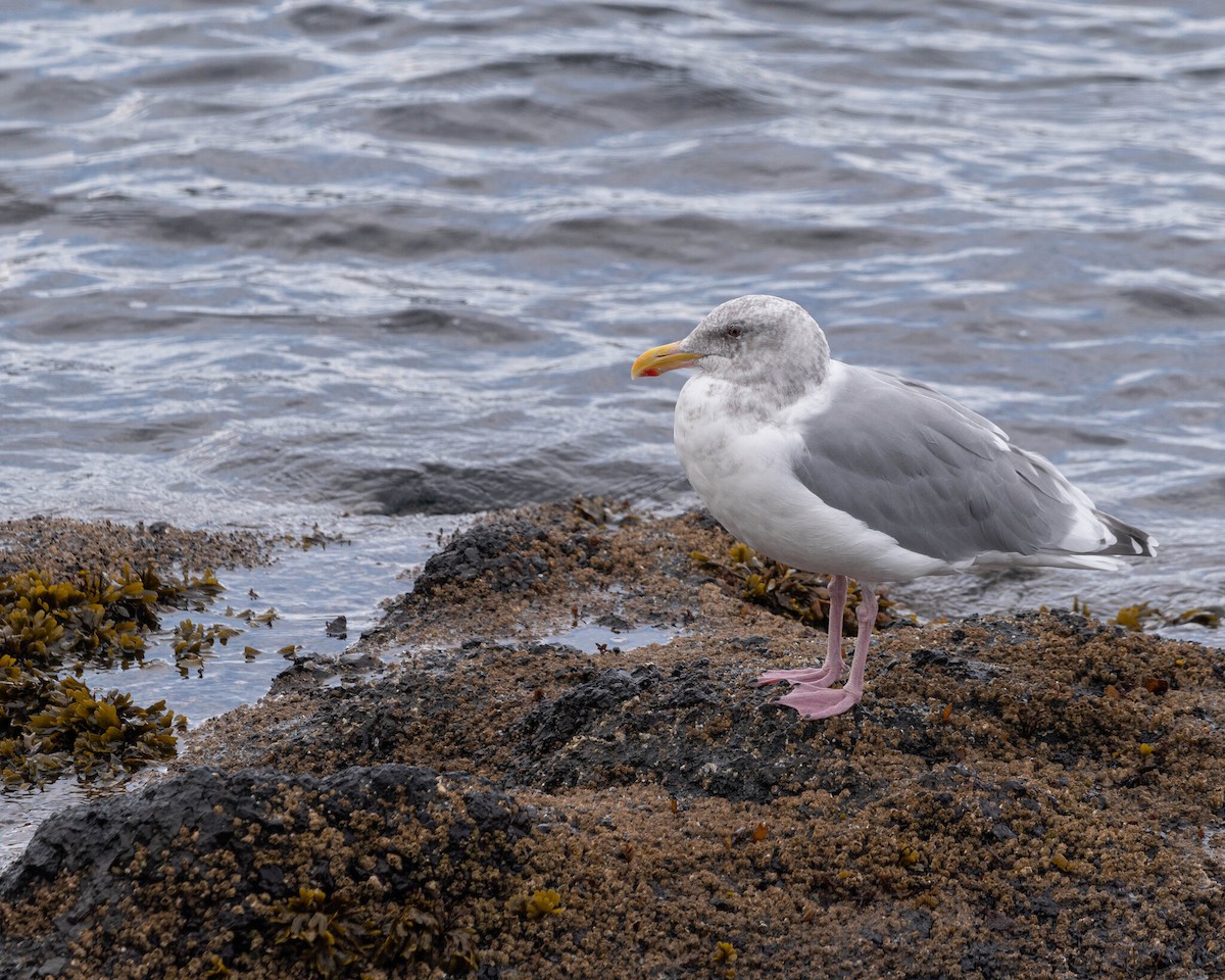 Western x Glaucous-winged Gull (hybrid) - ML646400191