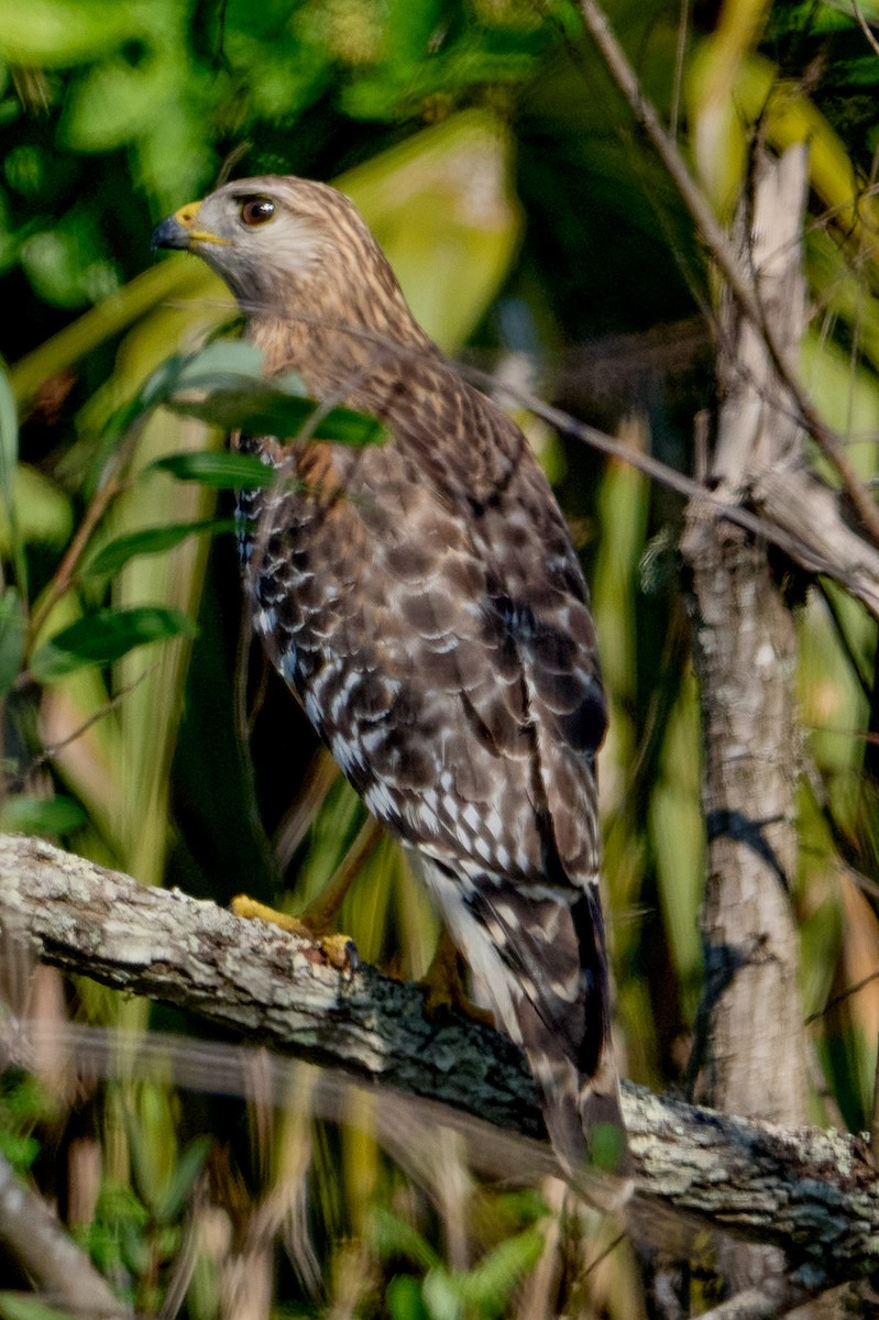 Red-shouldered Hawk - ML646400194