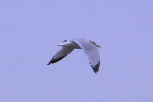 American Herring Gull - ML646400199