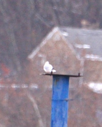 American Herring Gull - ML646400200