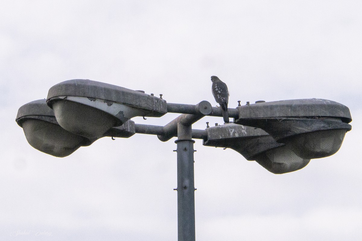 Shikra - ML646400204