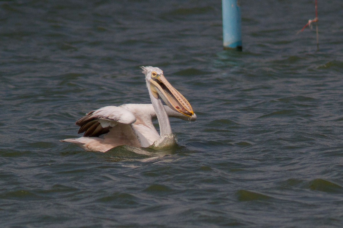 Hint Pelikanı - ML646400206